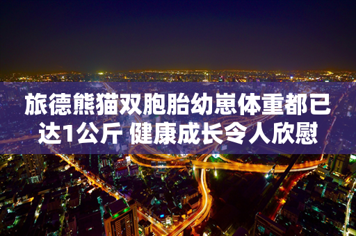 旅德熊猫双胞胎幼崽体重都已达1公斤 健康成长令人欣慰